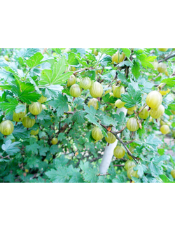 Крыжовник  Русский желтый