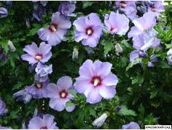 Гибискус Марина - Marina