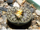 Lithops bromfieldii v.mennellii C283 - 10 семян