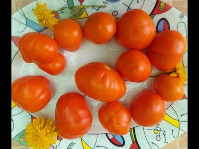 Томат Лампа Алладина