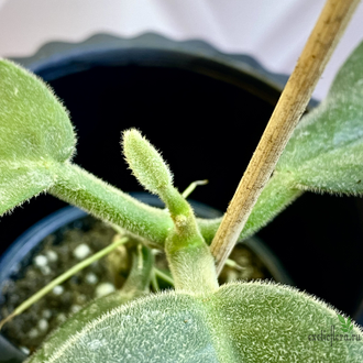 14/02/2025 hoya calicyna