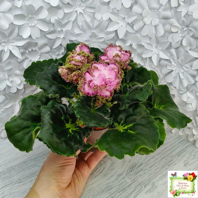 ЛЕ-Медуница (Е. Лебецкая) 2020 г.