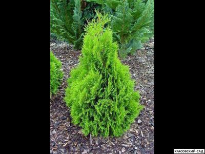 Туя Микки - Miky