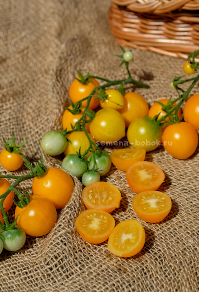 Томат Micro dwarf Bunny Hop (Банни Хоп), 10 шт