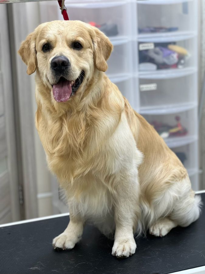 Томми / РУССКОЕ ЗОЛОТО ПАЛЕРМО /, 3 года