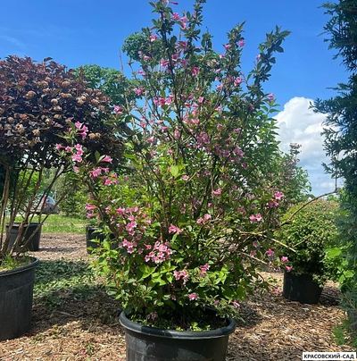 Вейгелла Розеа - Weigela Rosea