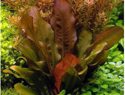 Эхинодорус Малый Медведь (меристемный) Азия