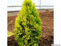 Туя Голден Энн - Golden Anne