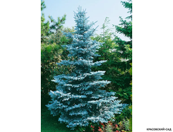Ель Ольденбург - Фото в саду - красовский-сад.рф