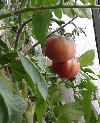 Семена томата Ворлон