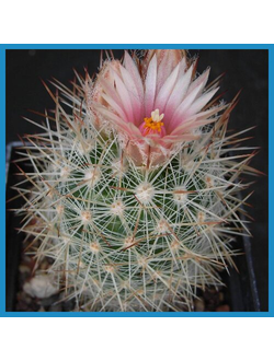 Escobaria villardii SB 66