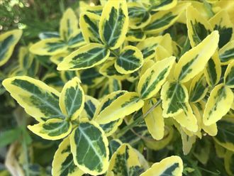 Euonymus fortunei &quot;Emerald &#039;n Gold&quot;