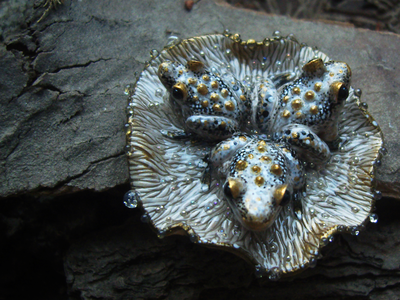 "Дочери лесного царя", волшебная брошь с лягушками и каплями (миниатюра, 4 см)