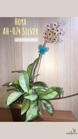 Hoya AH 074 silver