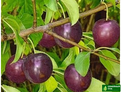 СВГ (сливово-вишневые гибриды)