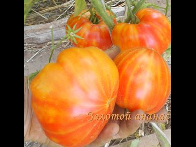 Томат Золотой ананас (Golden Pineapple)
