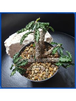 Euphorbia decaryi v. spirosticha, Madagascar