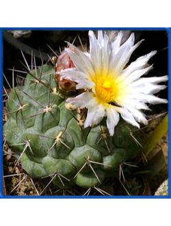 Thelocactus lophothele