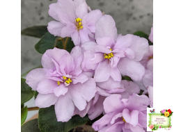 ЛЕ-Розовый Вальс (Е. Лебецкая) 2018 г. трейлер (пасынок сорт посажен 20.10.25)