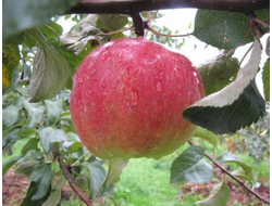 Родничок (яблоня)