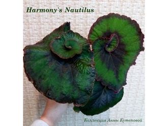 Фото бегонии  Harmony’s Nautilus