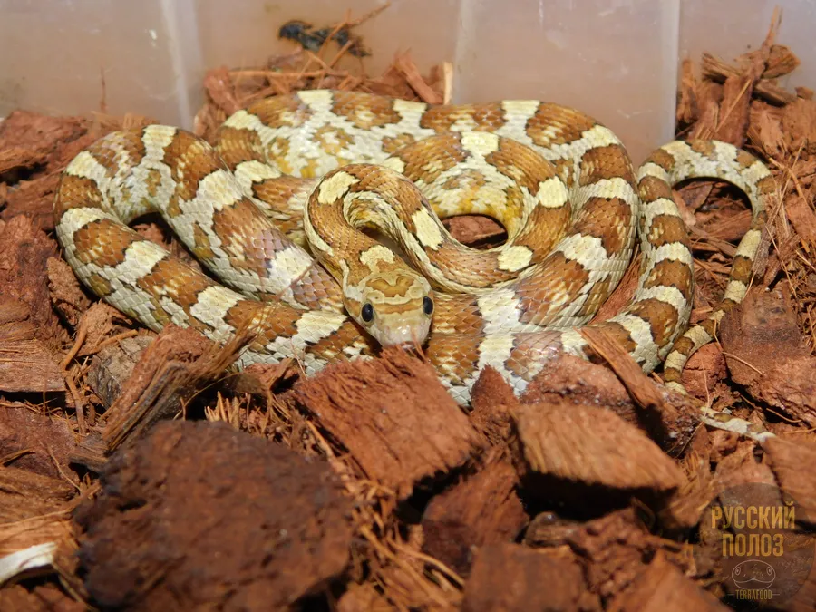 Полоз маисовый, Pantherophis guttatus