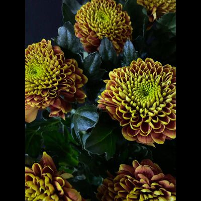 Хризантема одноголовая 9 шт