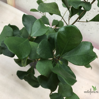 Ficus Triangularis / фикус треугольный