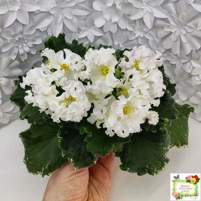 Dn-Macabeo (Д. Денисенко) 2019 г. (укоренённый лист)