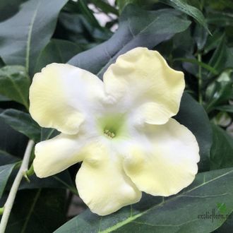 Brunfelsia Americana