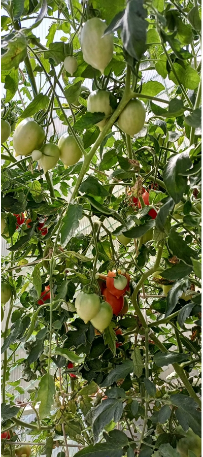 Томат Анастасия Ушакова