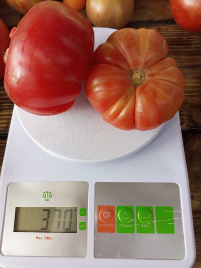 Томат Эль-Амар (El-Amar)