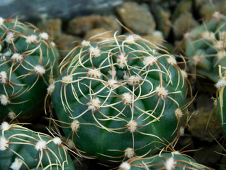 Gymnocalycium netrelianum VG-422 (D=18-20mm)