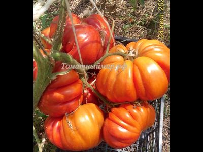 Томат Гигант Фарина (Gigante Farina, Италия)