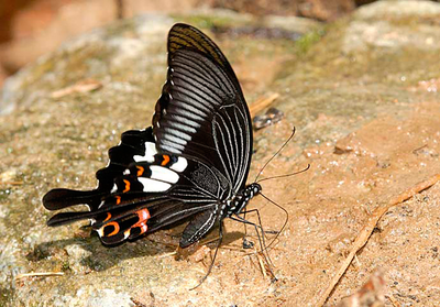 Салют из 17 тропических бабочек.