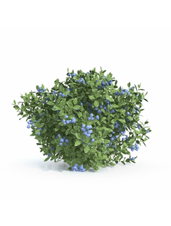 рассада Голубика обыкновенная 1