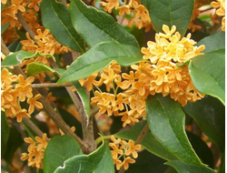 Османтус (Osmanthus fragrans) 1г абсолю