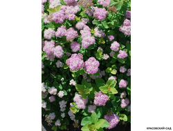 Спирея березолистная Пинк Спарклер в питомнике красовский-сад.рф