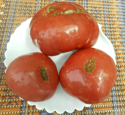 Томат Мир Марианны (Marianna's Peace)