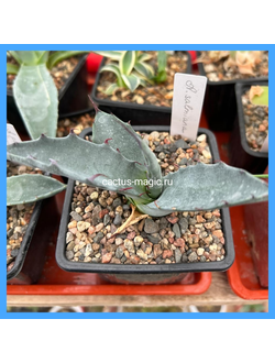 Agave salmiana