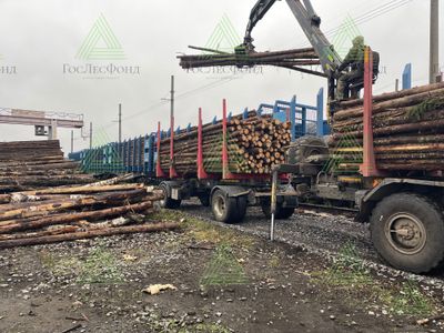 Бревна сосновые для распиловки и строгания ГОСТ 9463-88 (ель, сосна) тонкомер 12-16 см