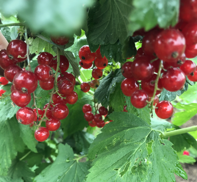 смородина красная "сахарная"