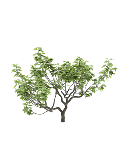 плодовые Инжир Карика 1