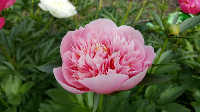 Пион Etched  Salmon (Этчед Салмон)