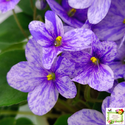 ГЕА-Весёлый Клоун (Е. Галицкая) 2024 г. трейлер (пасынок посажен 20.01.26)