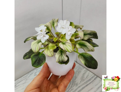 LV-Яночка (Л. Шевелева) 2023 г. трейлер (пасынок-стартер сорт посажен 10.07.25)