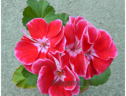 Пеларгония PAC Spanish Wine Burgundy