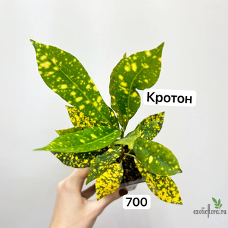 Кротон Gold Dust