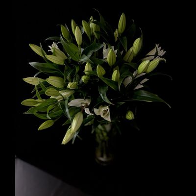 Лилия белая 11 шт