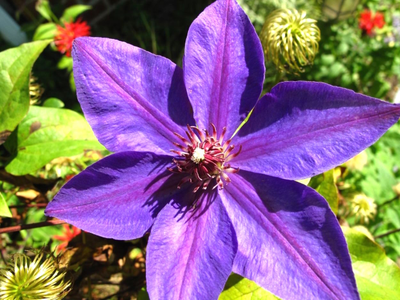 Клематис  Jakmanii